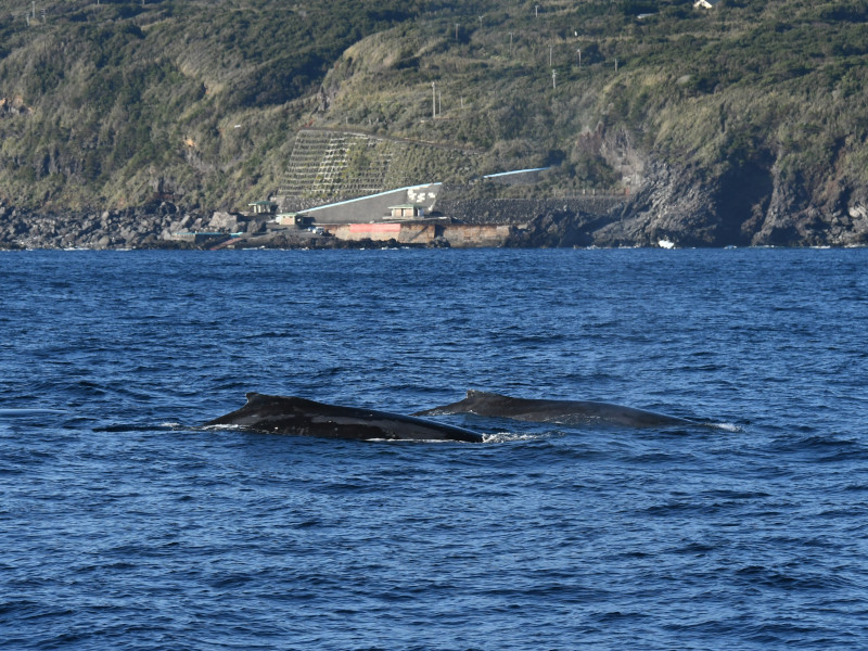 水面のザトウクジラ