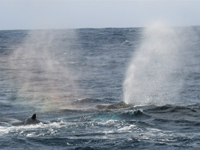 水面で潮を吹くザトウクジラ