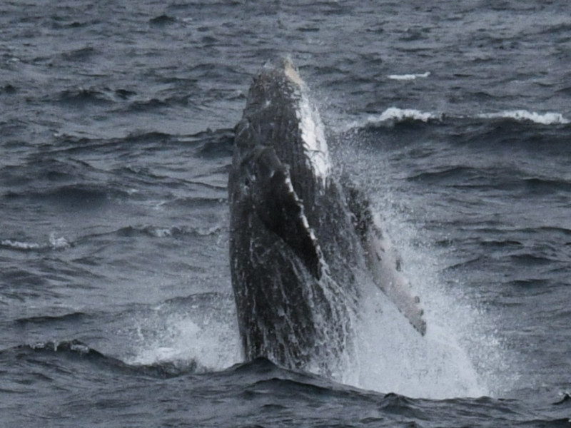 水面から飛び出すザトウクジラ05