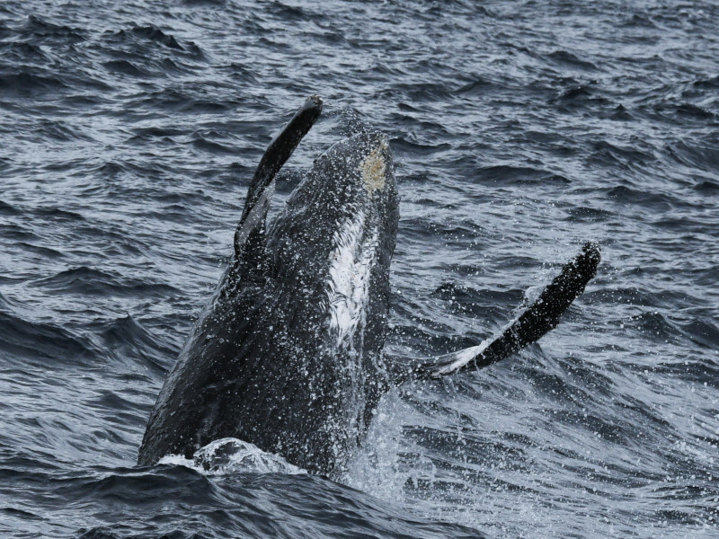 水面から飛び出すザトウクジラ06