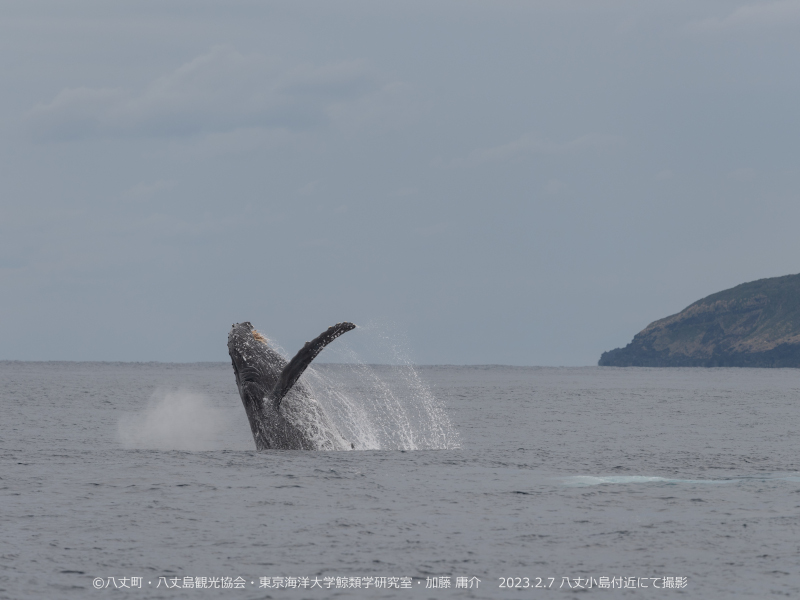水面から飛び出すザトウクジラ03