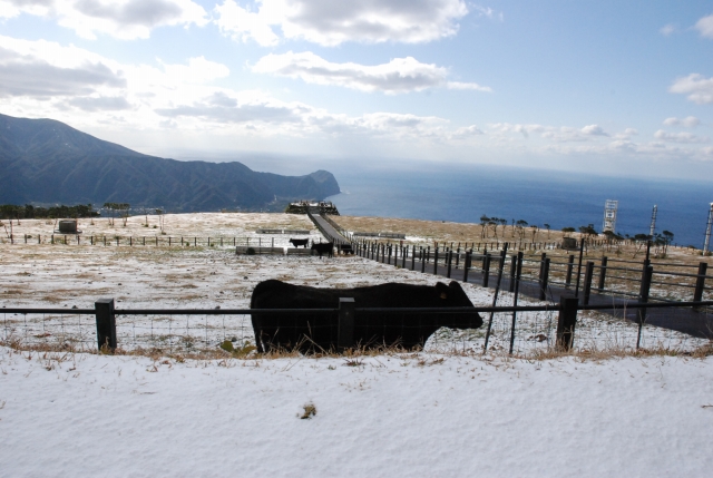 ふれあい牧場　雪02の画像