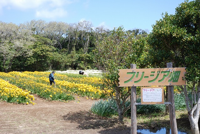 フリージア　畑02の画像