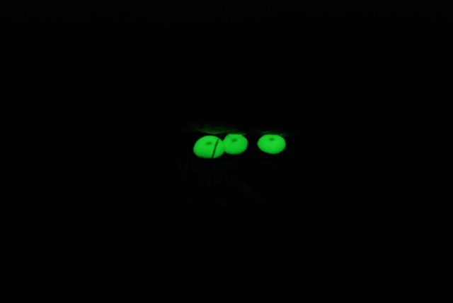 光るきのこ ヤコウタケ01の画像