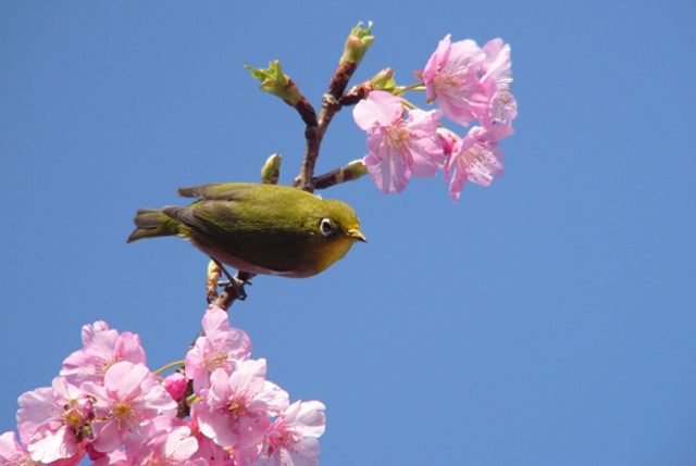 桜とシチトウメジロ02の画像