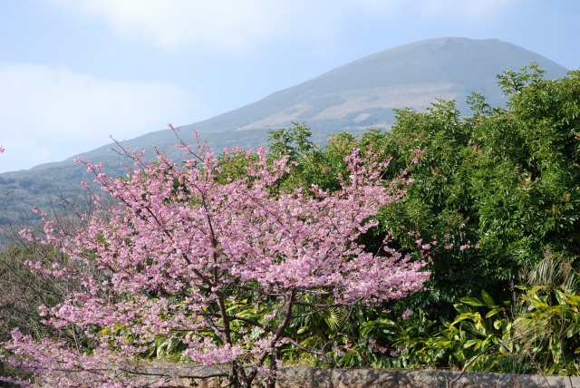 桜01の画像