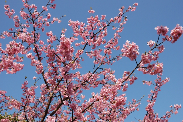 桜02の画像