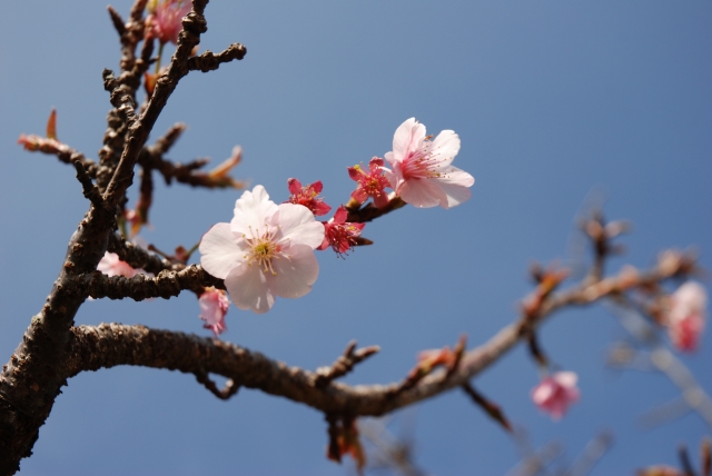 桜03の画像