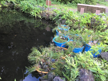 ホタル水路につけられたロべの苗の画像