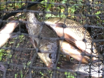 捕獲されたコイの幼魚の画像