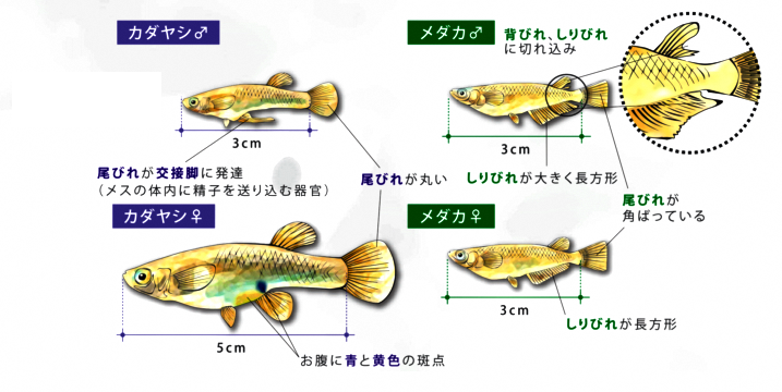 カダヤシとメダカの見分け方の画像