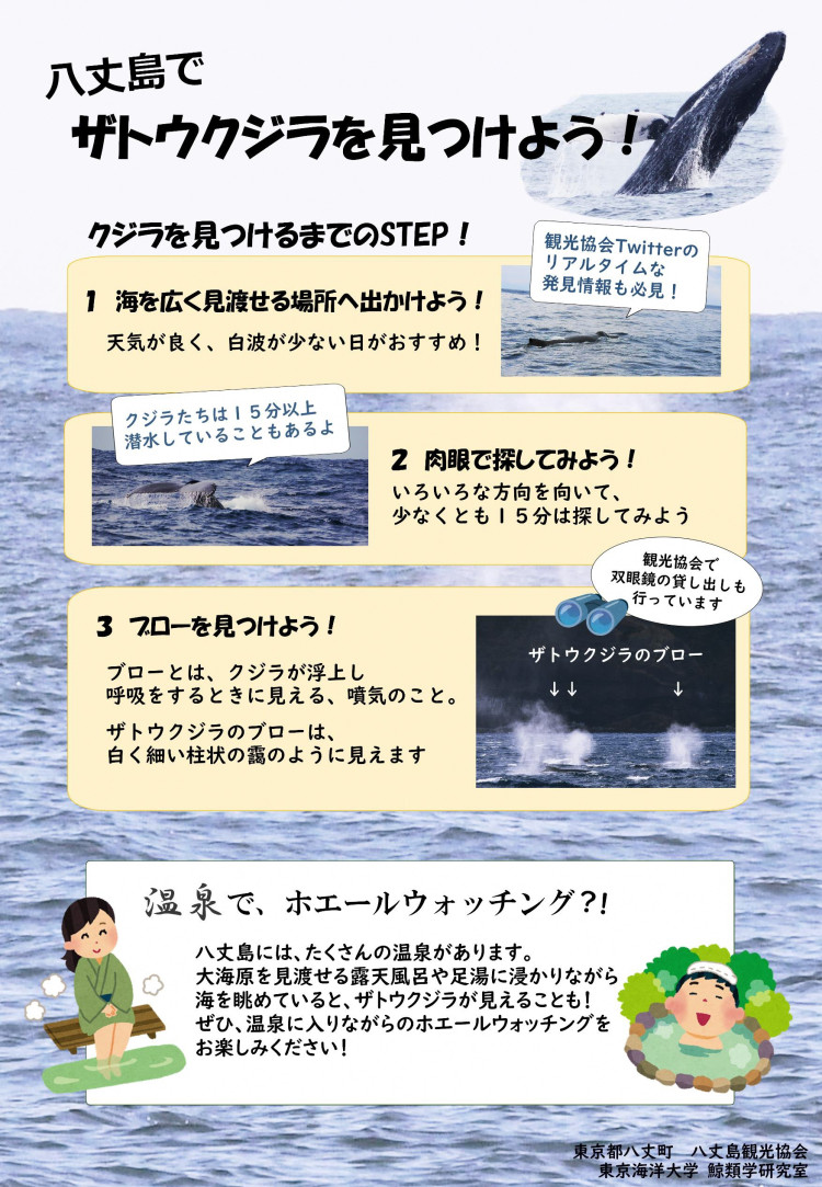 八丈島でザトウクジラを見つけよう！
