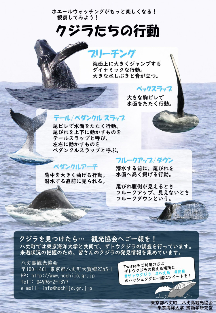 クジラたちの行動