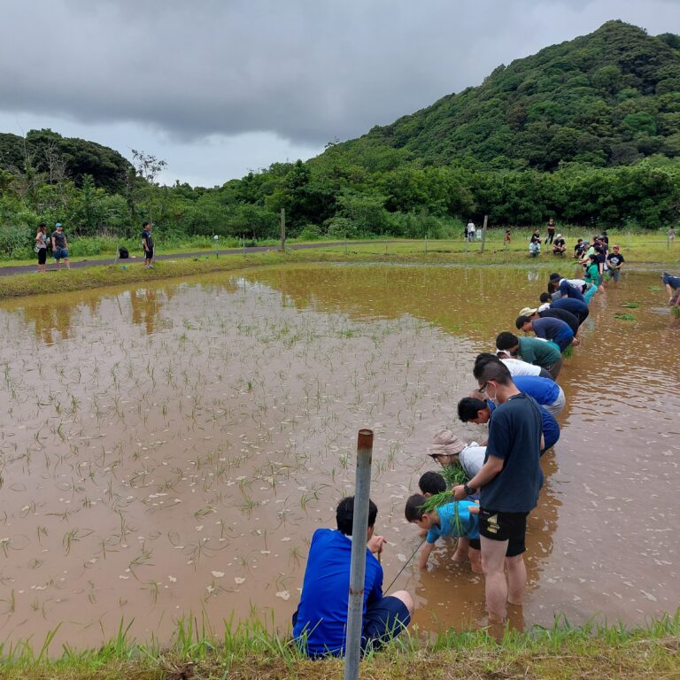 約60人が1列に並び、田んぼの両側にいるスタッフが縄を張りる様子の画像