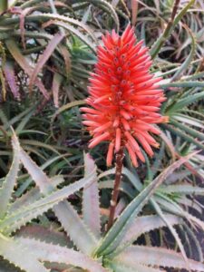アロエの花の画像