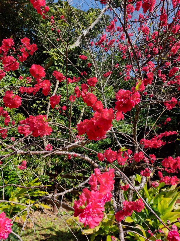 島の鮮やかな木の花の画像