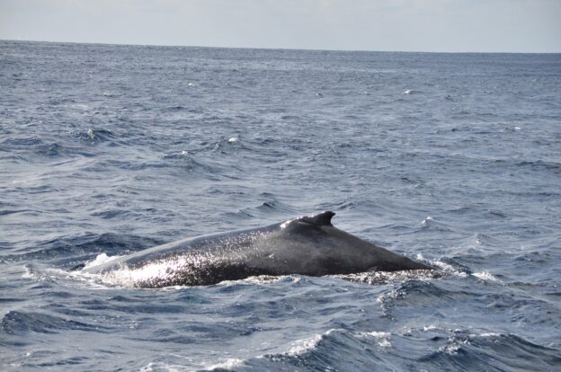 大きいクジラ2の画像
