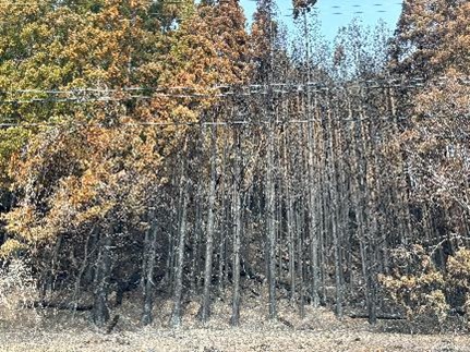 綾里地区の燃えた状態の杉林