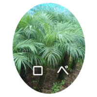 ロべ