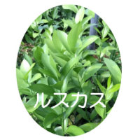 ルスカス