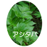 明日葉
