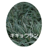 キキョウラン