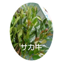 サカキ