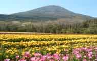 フリージア（春を代表する植物）の画像