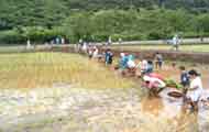 地域住民の田植え体験の画像