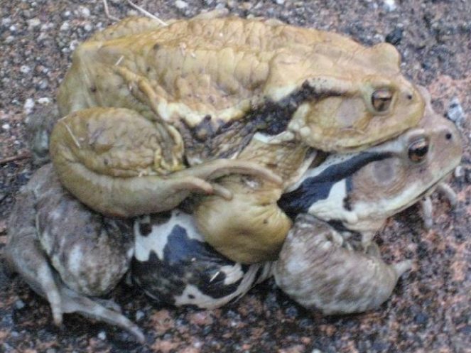 アズマヒキガエルの画像01