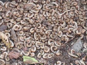 コイレットで防除されたヤンバルトサカヤスデ成虫