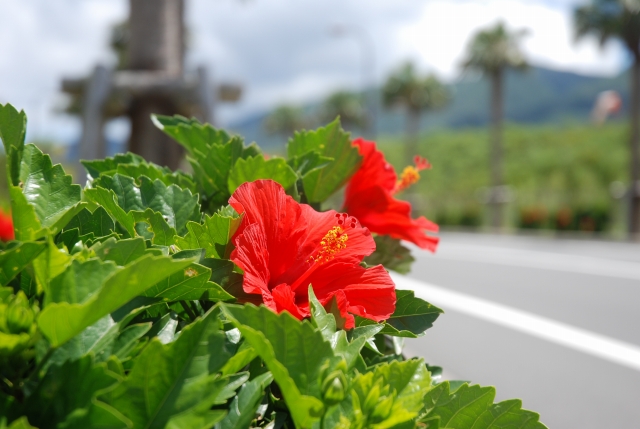 空港道路02の写真