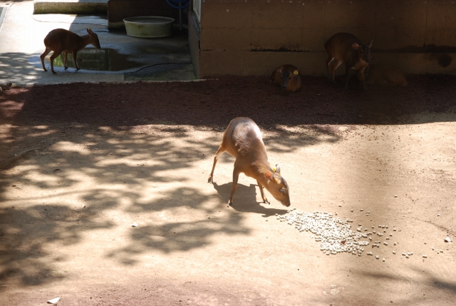 八丈植物公園(キョン)の写真
